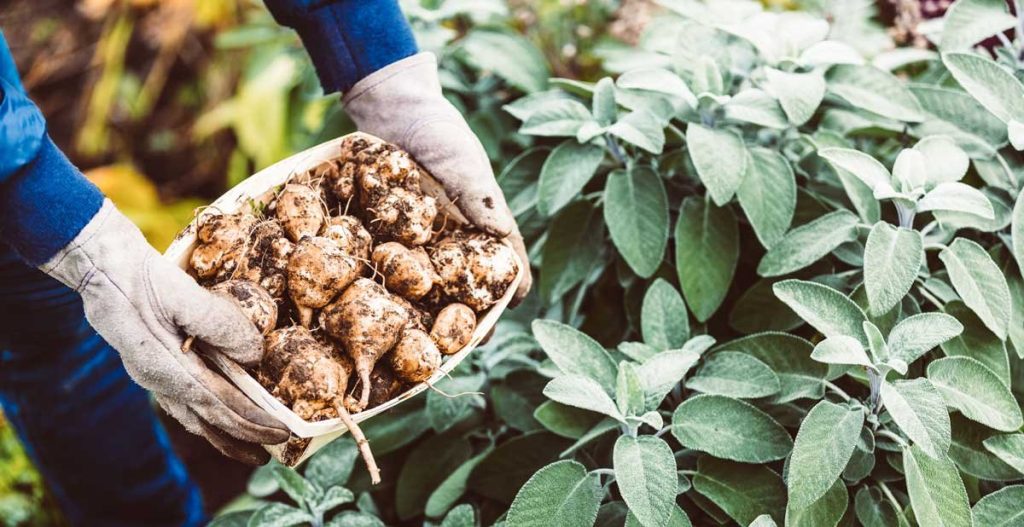 Natuurhuis seizoensgroente aardpeer bewaren klaarmaken