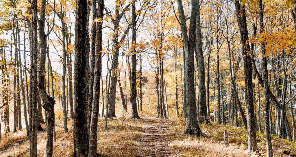 8 parels voor de ultieme herfstwandeling
