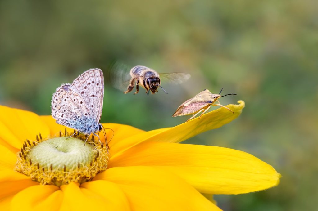 Biodiversiteit in de stad