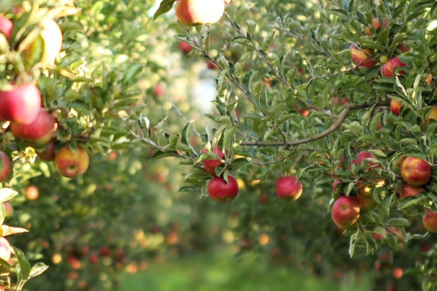 De Drie Wilgen: Belgische pionier in biologische fruitsappen