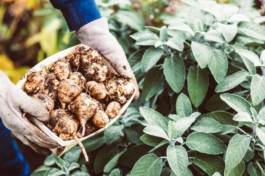 Natuurhuis seizoensgroente aardpeer bewaren klaarmaken