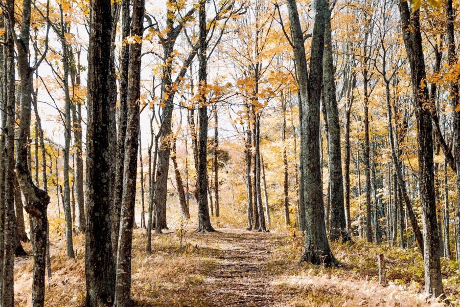 8 parels voor de ultieme herfstwandeling