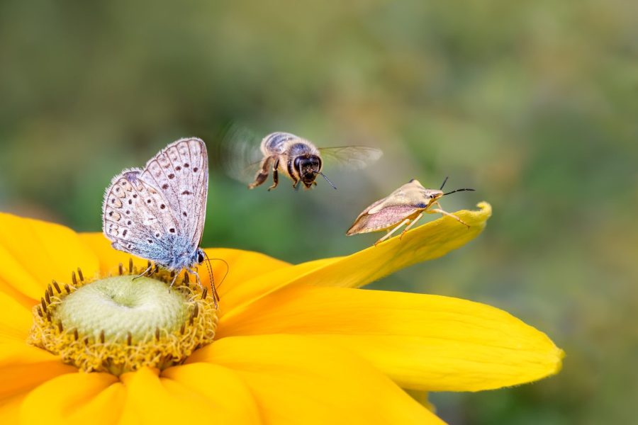 Biodiversiteit in de stad